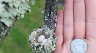 anna's hummingbird nest