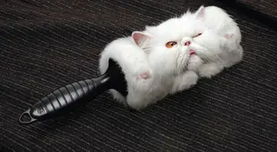 Lint Roller Ad