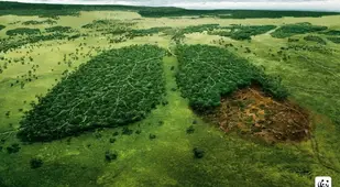 Save The Rain Forest