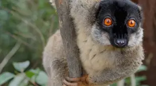 Brown Lemur