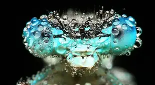 Incredible Examples of Macro Photography