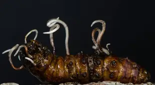 Cordyceps Growing From Beetle Larva