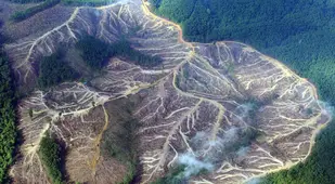 Disappearing Amazon Deforestation