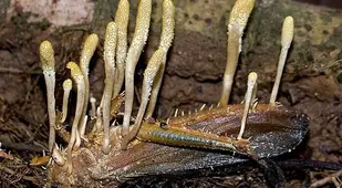 Grasshopper With Fungus Laying In Dirt