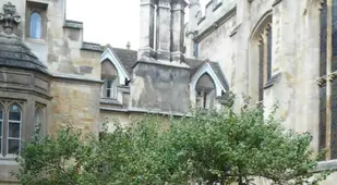 Newton Tree