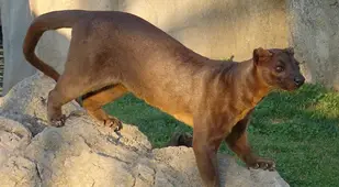 Fossa