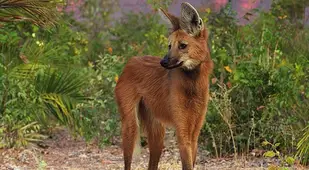 Maned Wolf