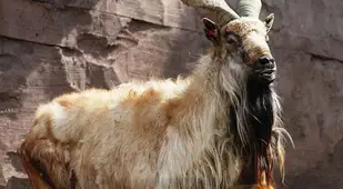 Interesting Animals