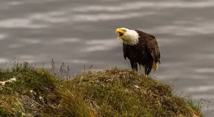 Bald Eagle In Alaska