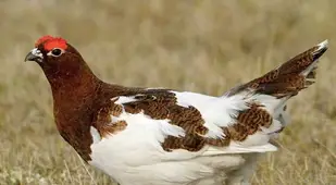 Animal Adaptations Chicken