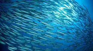 Awesome Schooling Fish