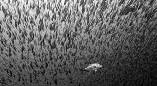 Black and White School of Fish