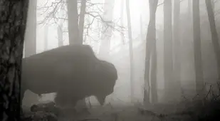 Buffalo in the Black Hills