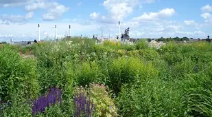 Greenest City Roof Garden