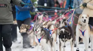 iditarod race booties on
