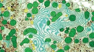 Microscope Bodies Liver
