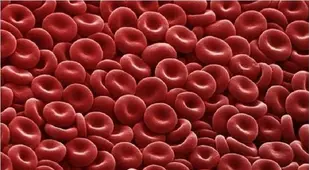 Microscope Bodies Red Blood Cell
