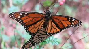 Monarch Migration Mating