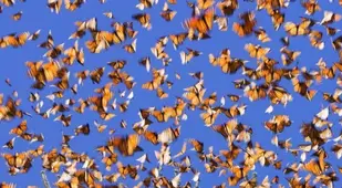 Monarch Migration Sky Swarm