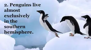Penguin Facts
