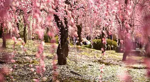 Beautiful Cherry Blossoms