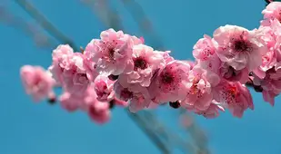 Sakura Blooms in Japan