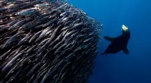 underwater animal photography feeding ball