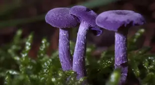 Coolest Mushrooms Deceiver