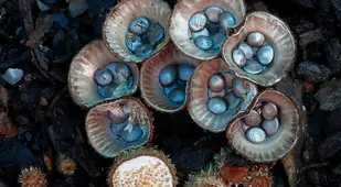 Coolest Mushrooms Cyathus