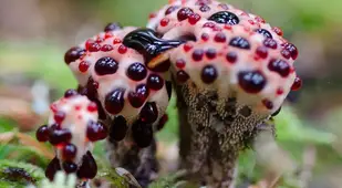 Coolest Mushrooms Hydnellum