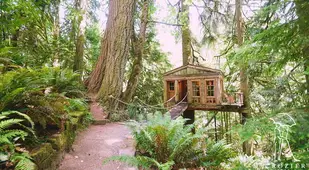 TreeHouse Point Big Tree