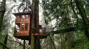 TreeHouse Point Foggy Forest