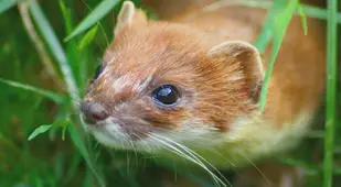 scariest contraceptives weasel testicles