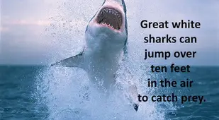 Jumping Ability Of Great White Sharks
