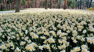 Hitachi Seaside Park Suisen