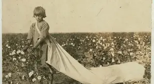 Child Labor 1900s Picking Cotton