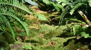 Lowline Fern Moss
