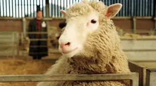 Dolly Clone