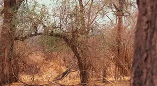 Giraffe