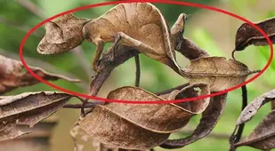 Leaf Tailed Gecko Circled