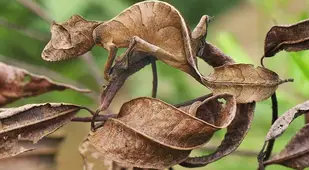 Leaf Tailed Gecko