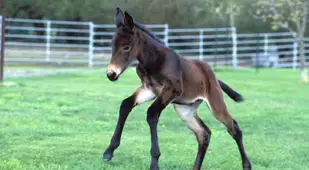 Mule Clone