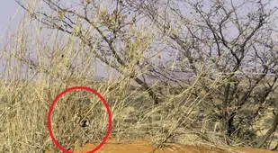 Cheetah Cub Circled