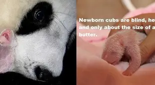 Panda Facts Newborns