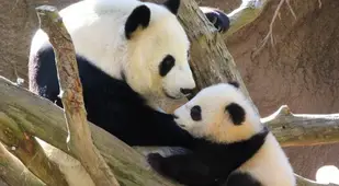 Panda Facts Small Newborns