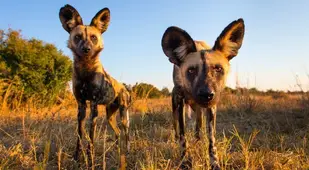 Dog Duo