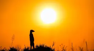 Meerkat Dusk