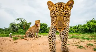 Young Leopards