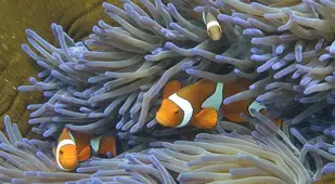 Coral Bleaching At The Great Barrier Reef