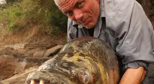 Congo Tiger Fish